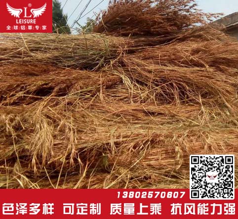 真茅草/天然茅草效果圖